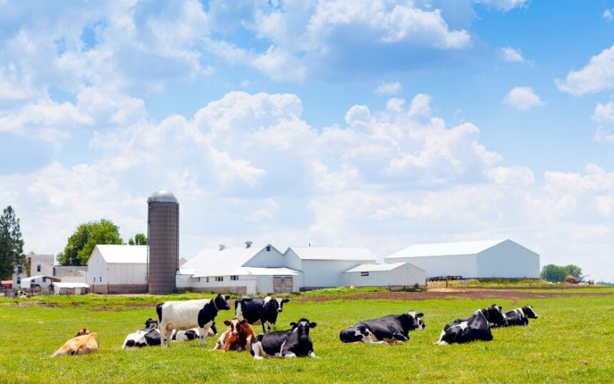 Dairy Farm Insurance