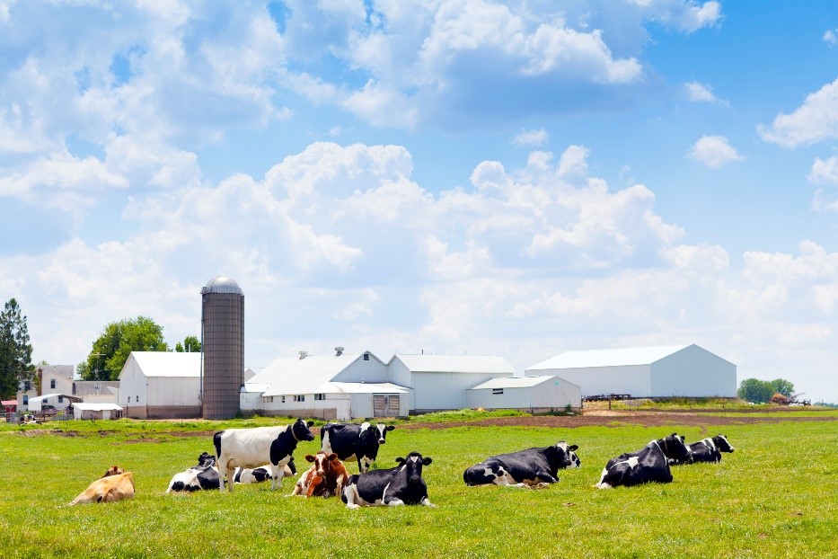 Dairy Farm Insurance