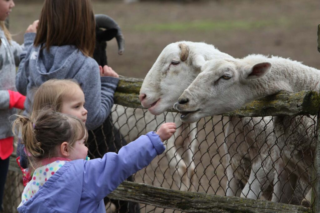 Farmers Pet Insurance