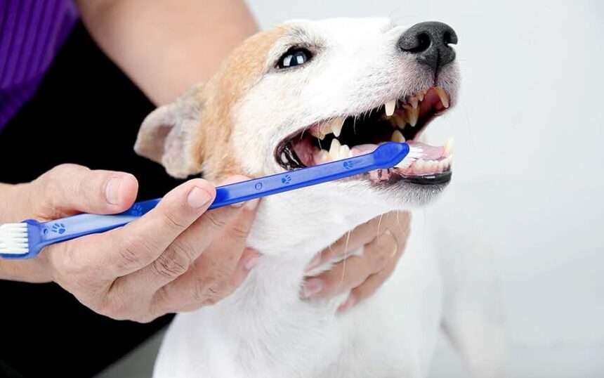 Does Pet Insurance Cover Teeth Removal