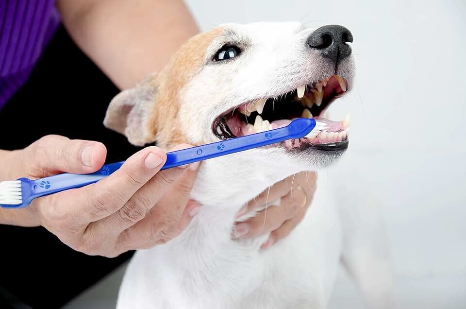 Does Pet Insurance Cover Teeth Removal