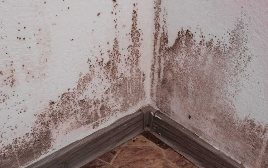 Does Renters Insurance Cover Mold Damage