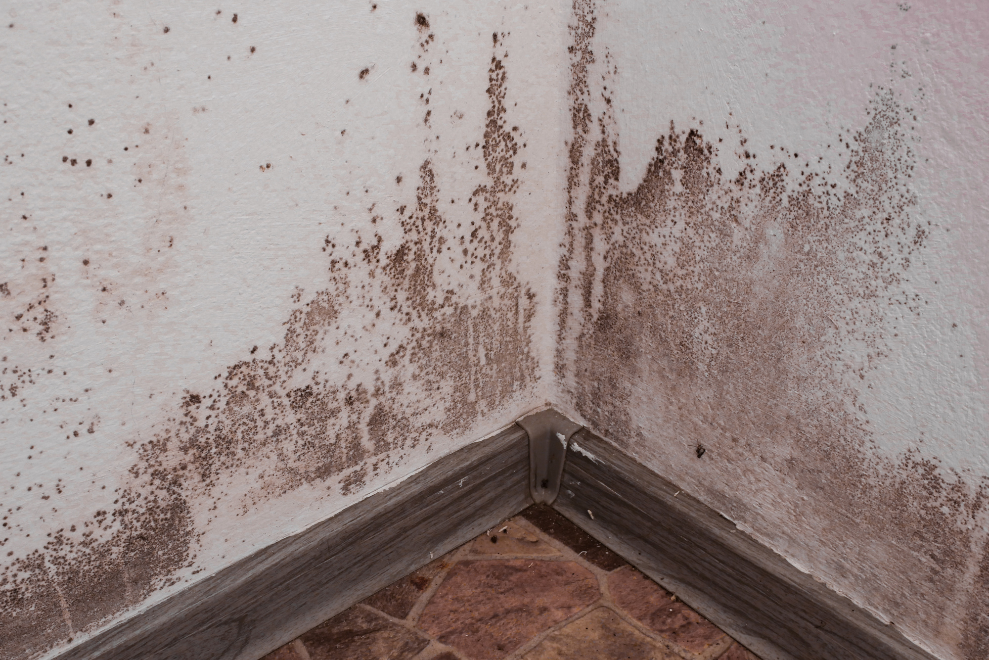 Does Renters Insurance Cover Mold Damage