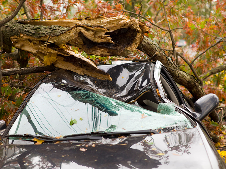 Does Car Insurance Cover Tree Damage