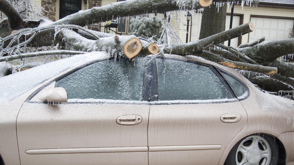 Does Car Insurance Cover Tree Damage