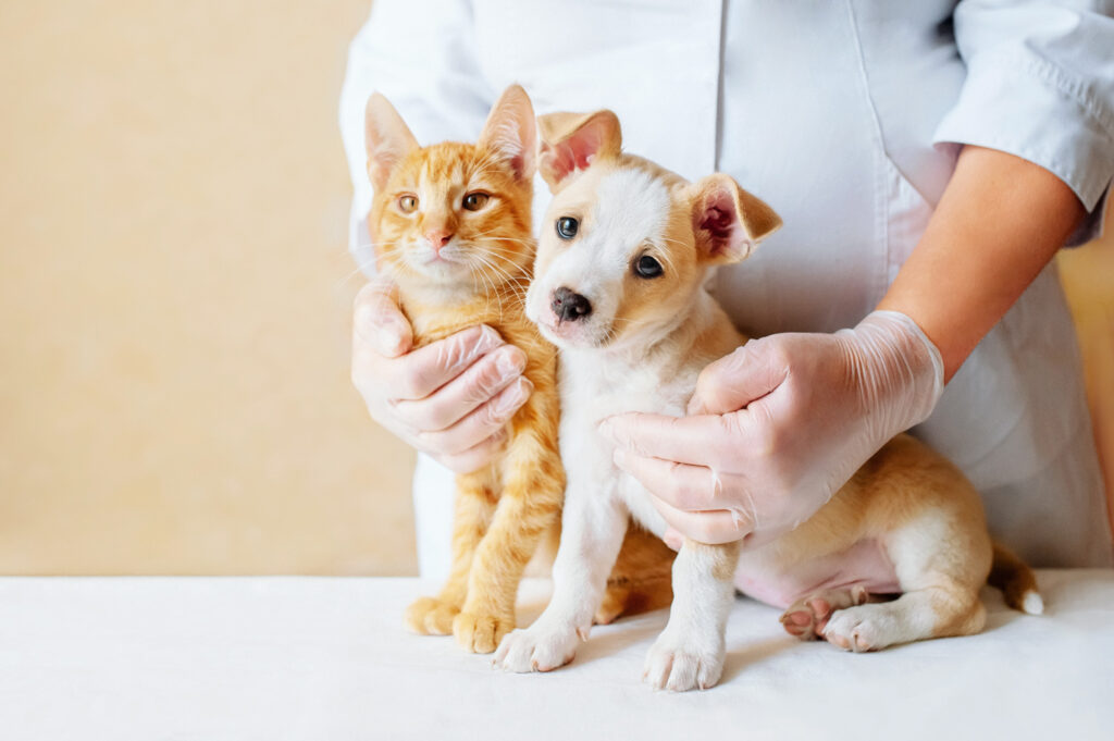 Does Pet Insurance Cover Emergency Visits