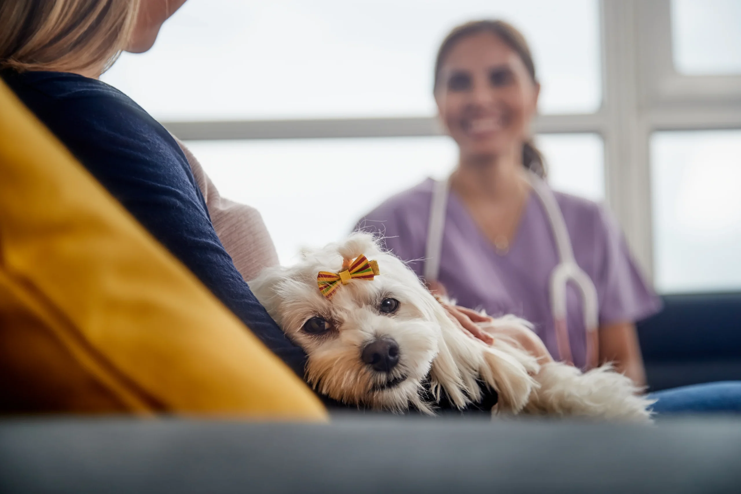 Does Pet Insurance Cover Emergency Visits