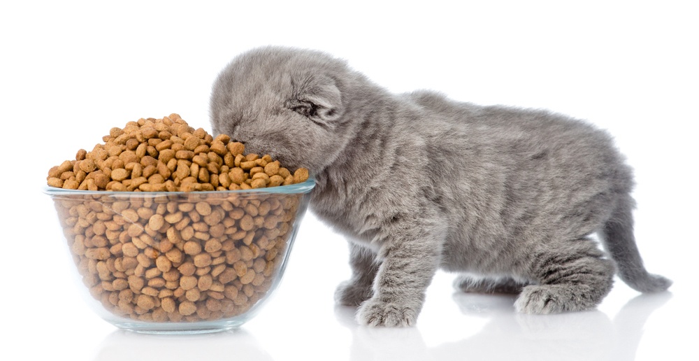 Does Pet Insurance Cover Prescription Food