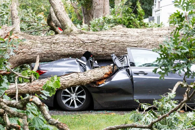 Does Car Insurance Cover Tree Damage