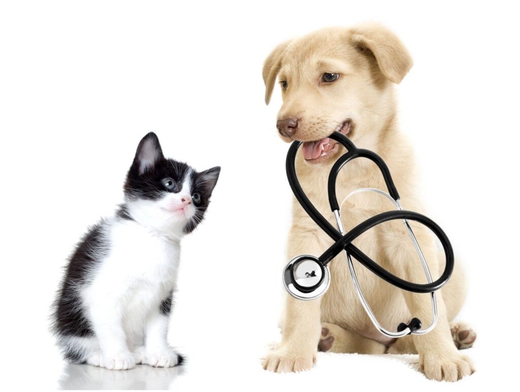 Does Pet Insurance Cover Emergency Visits