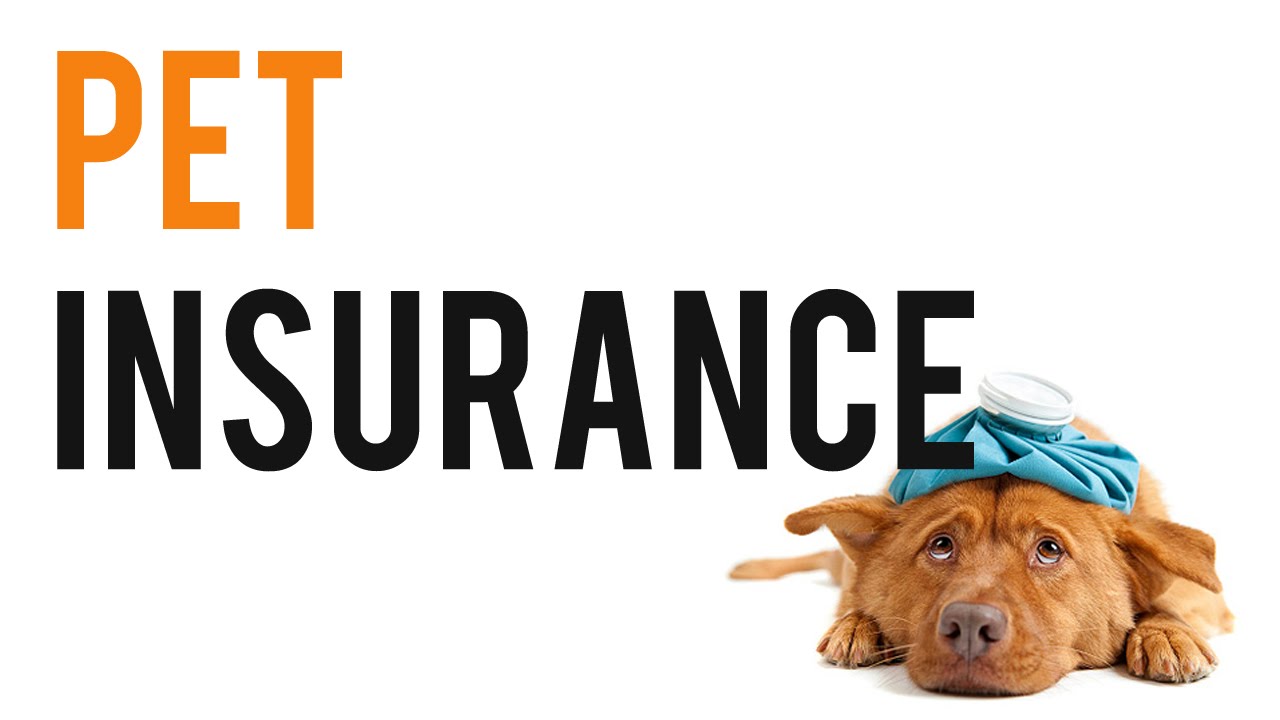 How To Cancel Fetch Pet Insurance