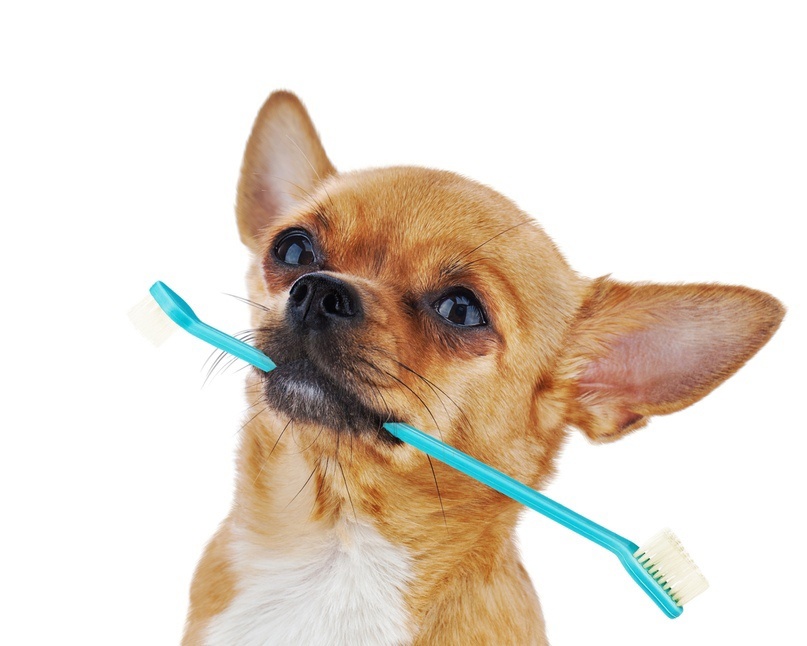 Does Pet Insurance Cover Teeth Removal