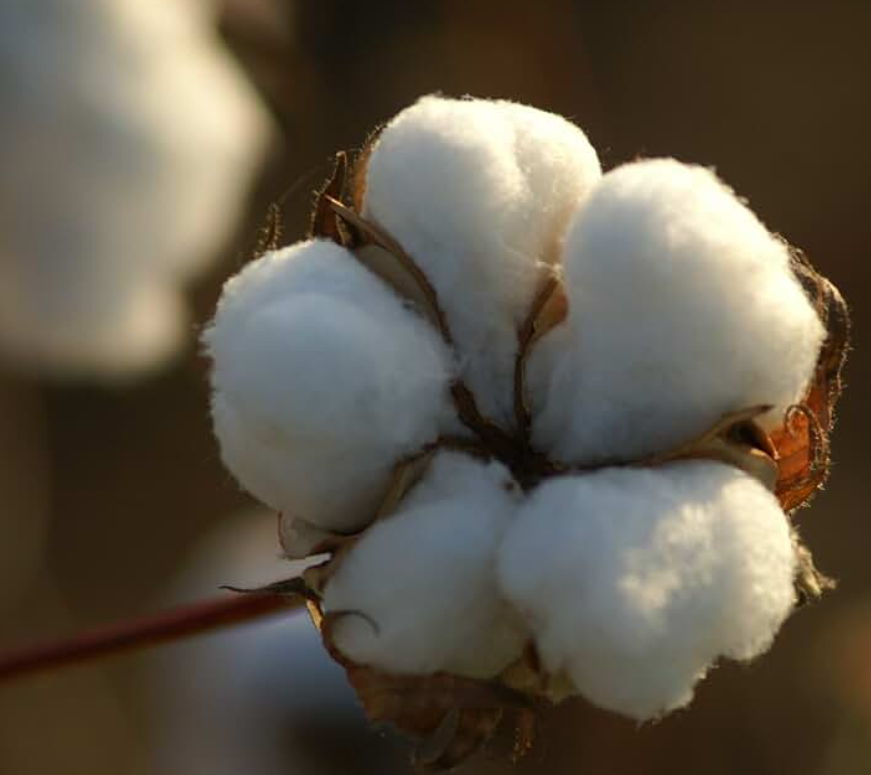 Cotton Insurance