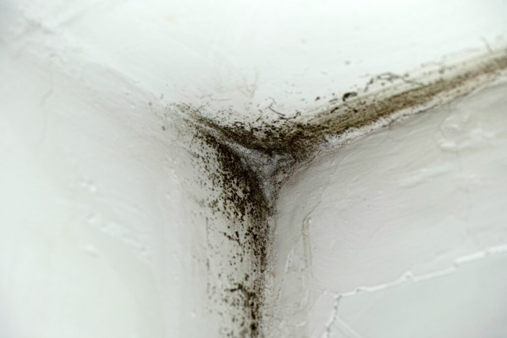 Does Renters Insurance Cover Mold Damage