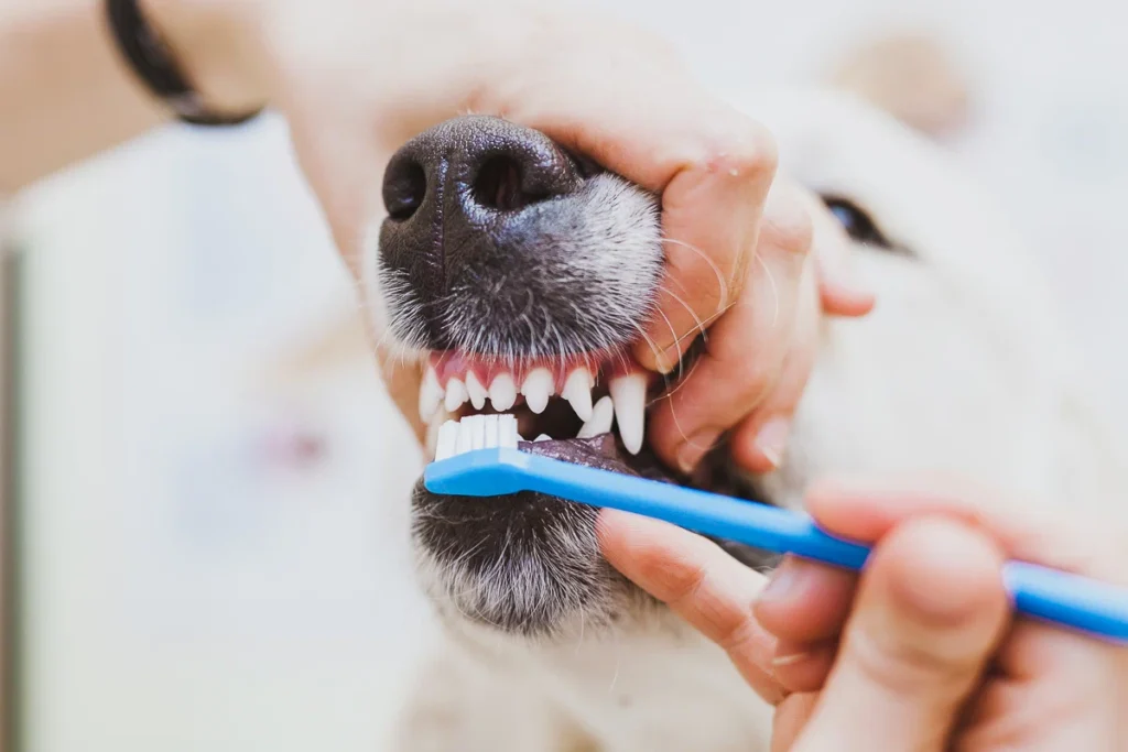 Does Pet Insurance Cover Teeth Removal