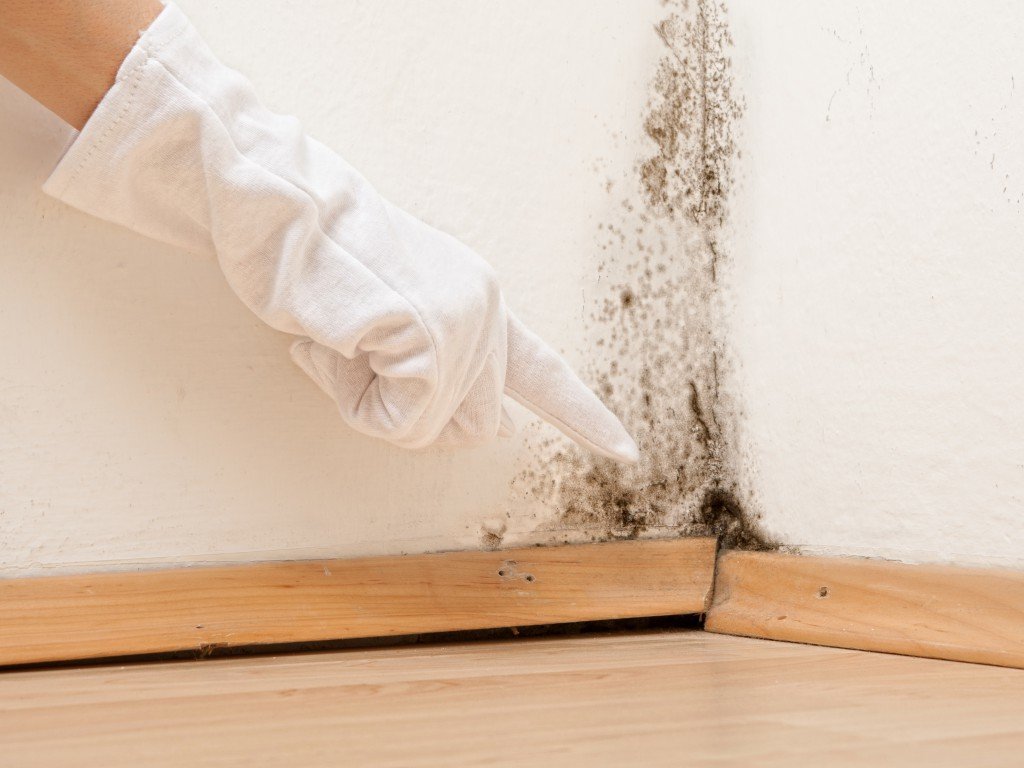 Does Renters Insurance Cover Mold Damage