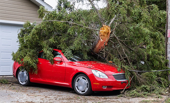 Does Car Insurance Cover Tree Damage