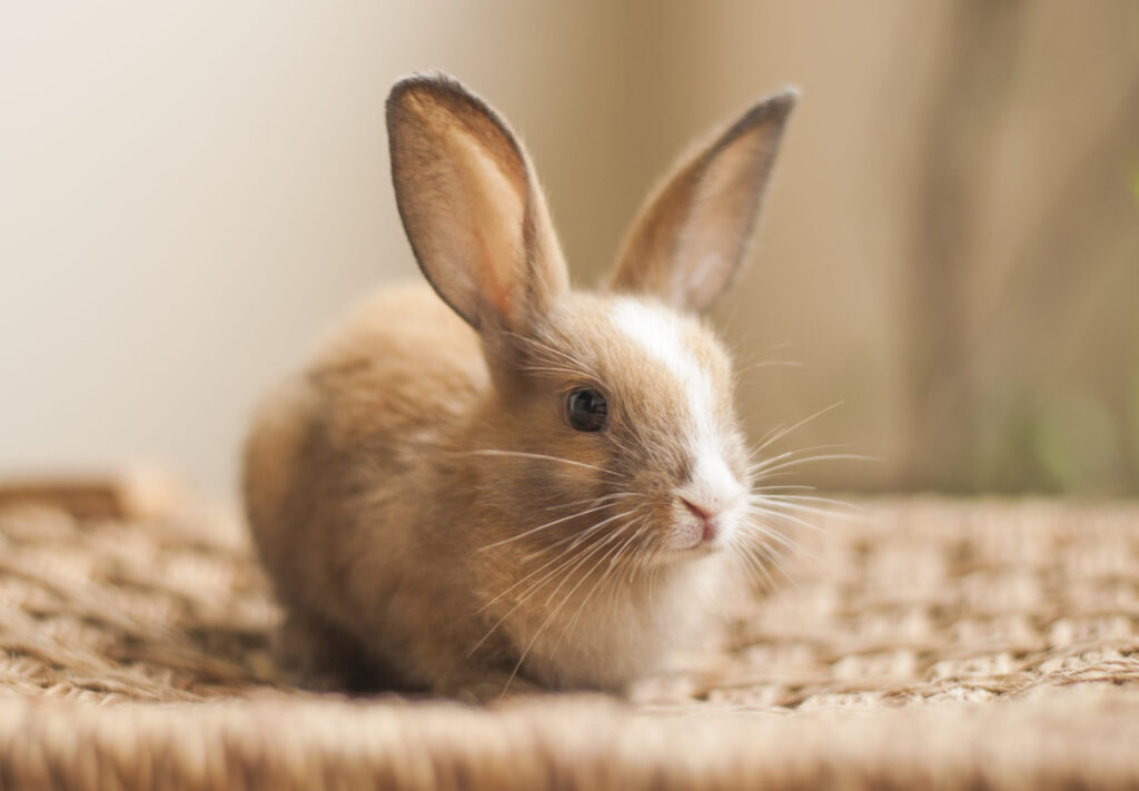 How Much Is Pet Insurance For A Rabbit