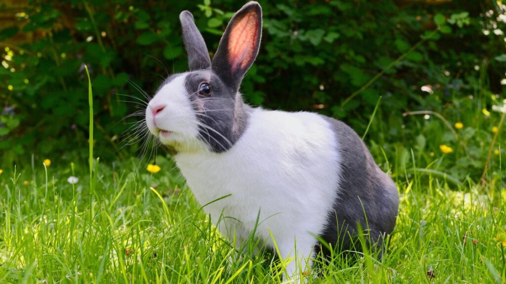 How Much Is Pet Insurance For A Rabbit