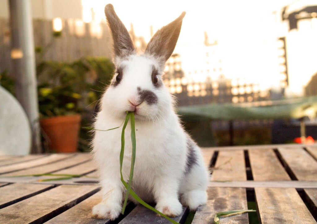 How Much Is Pet Insurance For A Rabbit