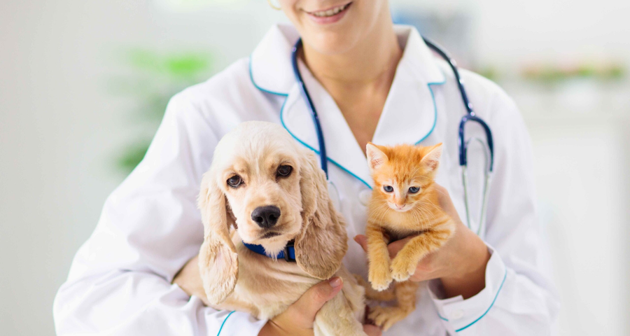 What Type Of Pet Insurance Is Best