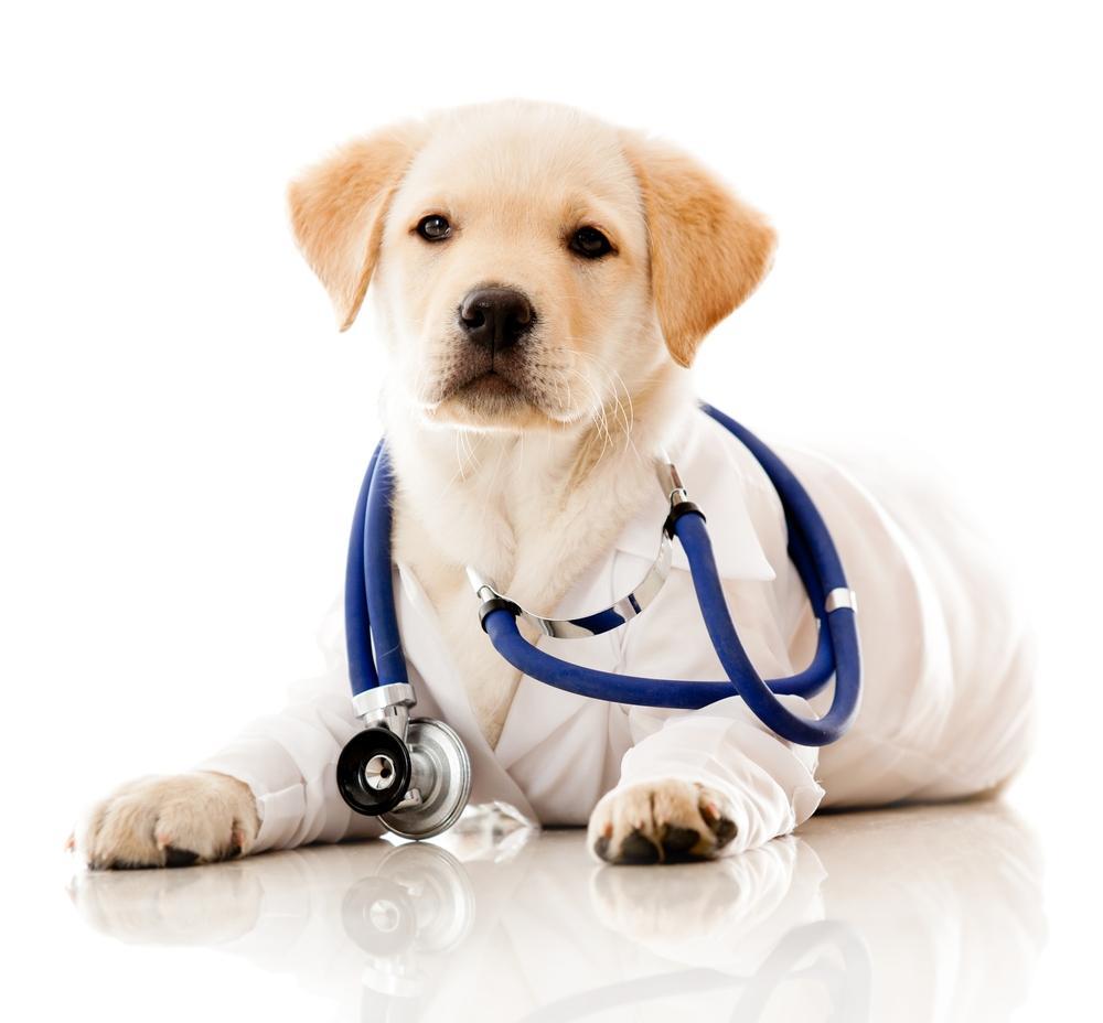 What Type Of Pet Insurance Is Best