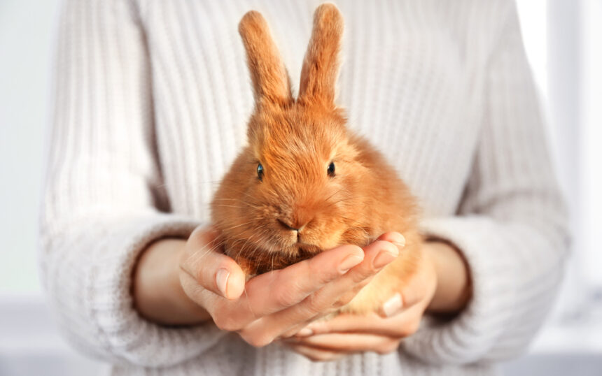 How Much Is Pet Insurance For A Rabbit