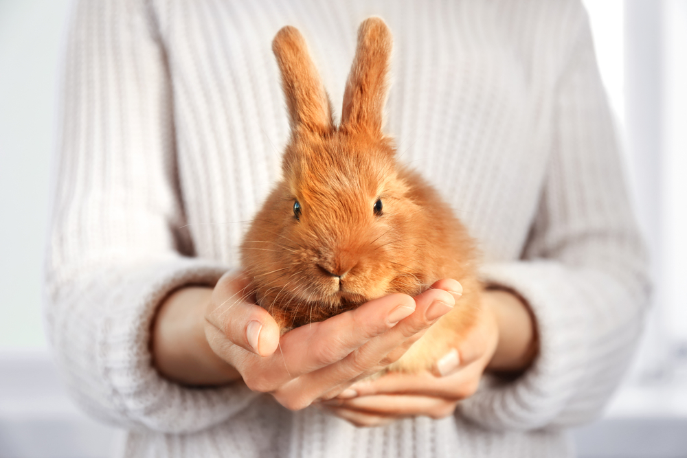 How Much Is Pet Insurance For A Rabbit