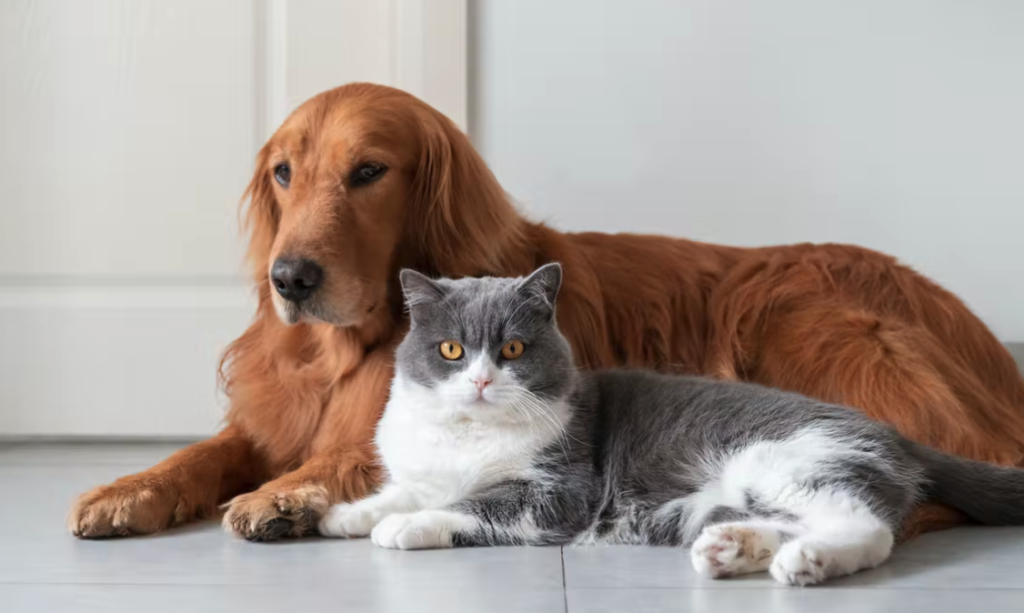 What Does Pet Insurance Cover