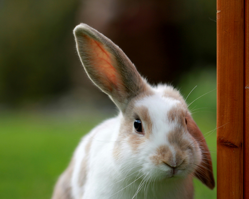 How Much Is Pet Insurance For A Rabbit